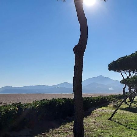 Appartement Renove Avec Balcon A 100 M De La Plage Argelès-sur-Mer Dış mekan fotoğraf