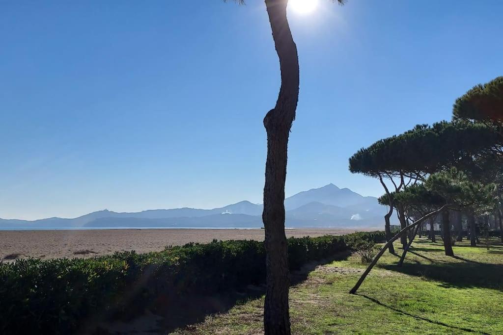 Appartement Renove Avec Balcon A 100 M De La Plage Argelès-sur-Mer Dış mekan fotoğraf
